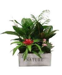 Composición en caja de madera