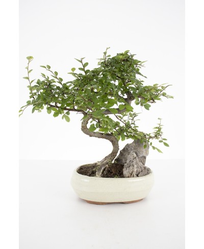 Bonsai en base cerámica
