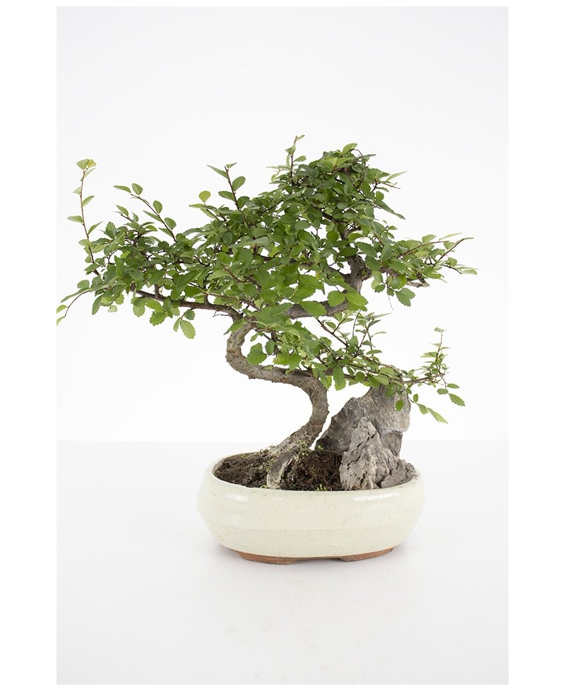 Bonsai en base cerámica