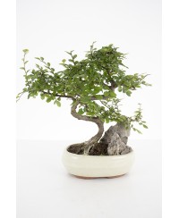 Bonsai en base cerámica