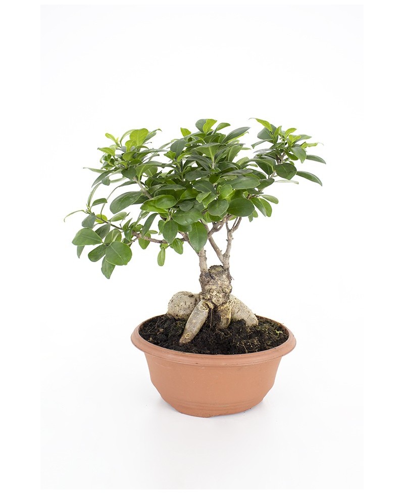 Bonsai Ficus Ginseng