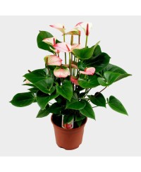 ANTHURIUM PRINCESS