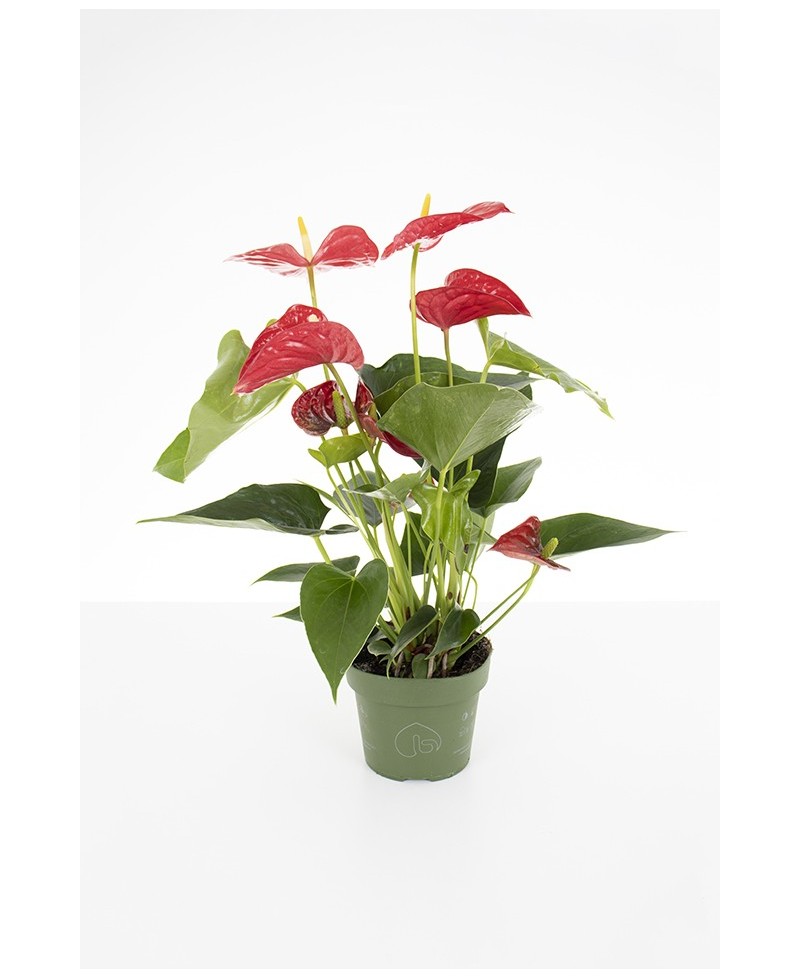 ANTHURIUM ROJO
