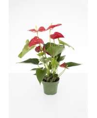 ANTHURIUM ROJO
