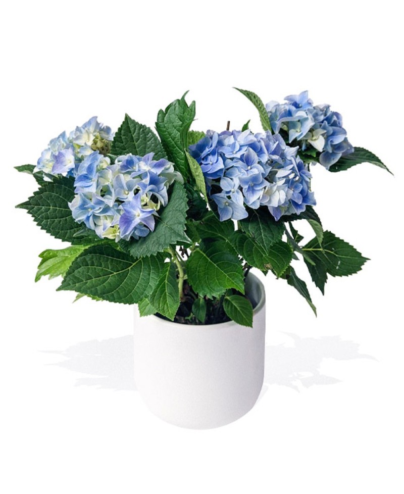 HYDRANGEA BLUE