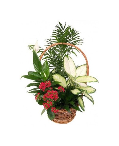 Composición en cesta de mimbre