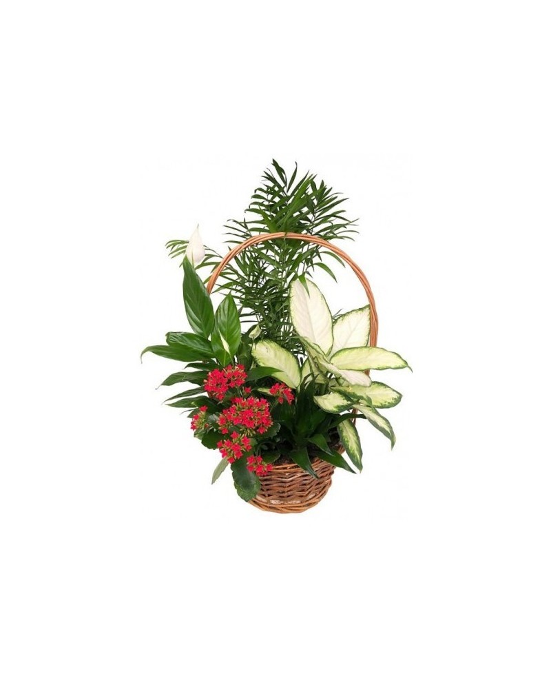 Composición en cesta de mimbre