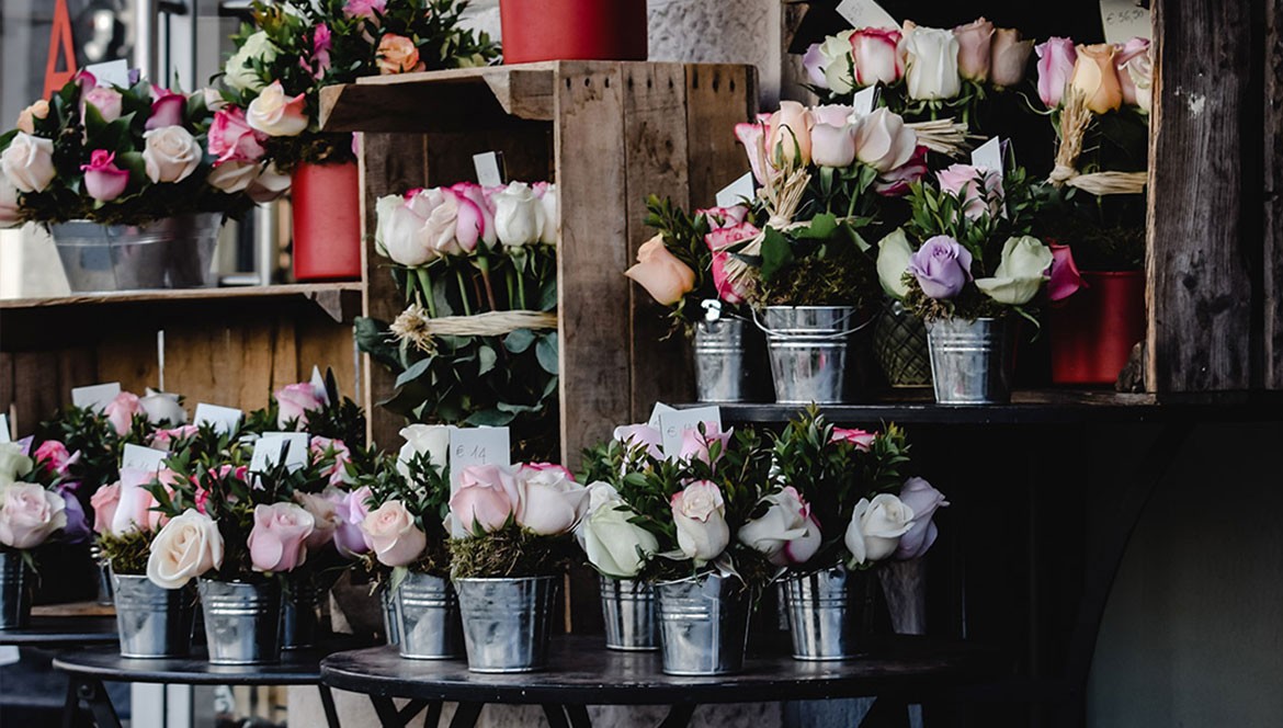 Guía Completa para el Cuidado de Plantas de Interior en Ponferrada