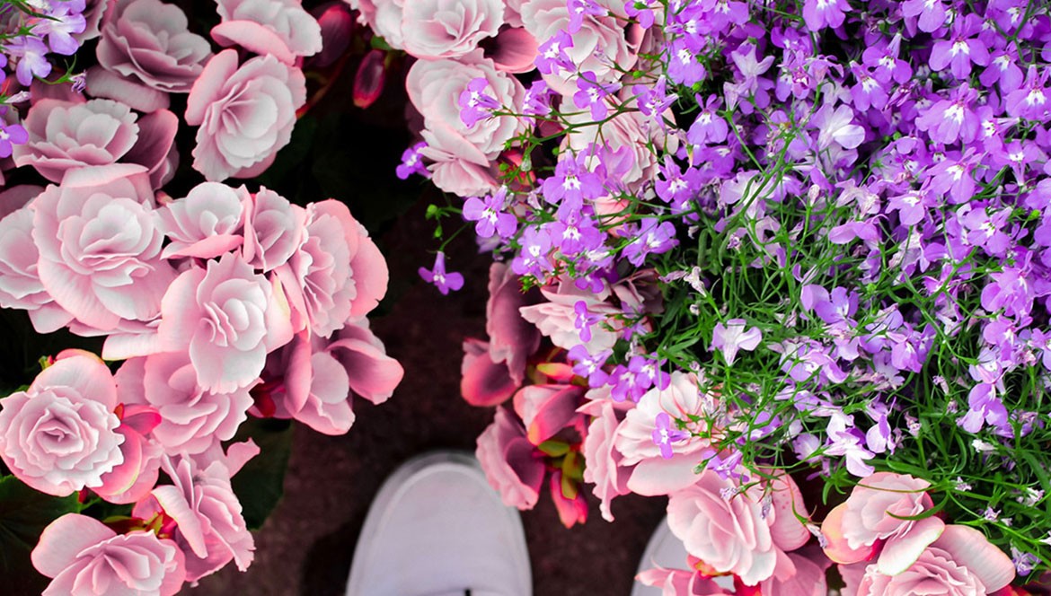  Flores de Temporada en Ponferrada: La Clave para Arreglos Florales Frescos y Hermosos